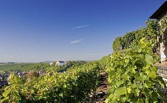 Weinprobe, Weinbergrundfahrten